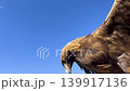 A close-up of a golden eagle that looks like it's about to take flight. Mongolia, Genghis Khan equestrian statue, park. 139917136