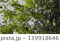 Fresh Bergamot Fruits Or Kaffir Limes Hanging On Tree Branch 01, green citrus fruit, footage for organic cosmetics marketing campaign, brand awareness, herbal ingredients agriculture documentary. 139918646