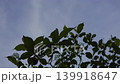 Gardenia Plant Against A Clear Blue Sky 01, green leaves in bright sunlight, background footage for eco friendly marketing campaign, brand awareness, tropical nature and botanical documentary. 139918647