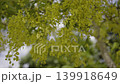 Golden Shower Tree Flowers Blooming In The Summer, beautiful yellow blossoms, nature footage for seasonal marketing campaign, brand awareness, tropical travel and culture documentary. 139918649