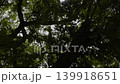 Rooster Perched On A Tamarind Tree Branch In Rural Garden, livestock animal in nature, footage for organic farming commercial advertising, brand awareness, rural lifestyle documentary. 139918651