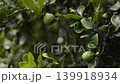 Kaffir Lime Fruits Growing On Tree In Daylight, A professional documentary clip of kaffir limes hanging on branch in bright light, leaves swaying, for Thai herb film or vibrant growth documentary. 139918934