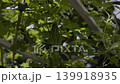 Kaffir Lime Fruits Growing On Tree In Daylight, A professional documentary clip of kaffir limes hanging on branch in bright light, leaves swaying, for Thai herb film or vibrant growth documentary. 139918935