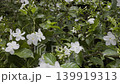 White Bougainvillea Flowers Defy Morning Breeze, A gentle film of delicate white bougainvillea, soft petals fluttering against golden light, garden serenity or floral resilience documentary. 139919313