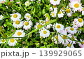 Bellis daisies glowing in warm sunlight among lush green grass, capturing the fresh and vibrant atmosphere of a peaceful summer meadow 139929065