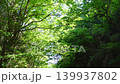 山谷被一片清新翠綠的森林覆蓋。 139937802