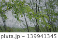 雨滴和翠綠的枝條 139941345