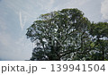 馬奇魯斯樹遍佈廣闊的天空 139941504