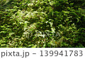 牆上爬滿了蕨類植物，隨風搖曳。 139941783