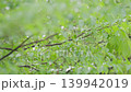 雨滴、鮮嫩的綠枝和樹葉 139942019