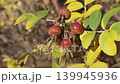 rose hip berries 139945936