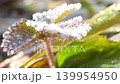 Frost bathed in sunlight 139954950