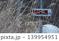Monitoring post in Fukushima Prefecture, seen through pampas grass. 139954951