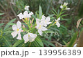 Close-up of white oleander flowers in bloom with yellow centers. Lush green pointed leaves and buds in a natural outdoor setting. Soft bokeh background and bright sunlight illuminate the plant. 139956389