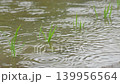 Slow-motion water ripples in a rainy rice paddy 139956564