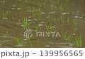 Rice seedlings being battered by rain in a paddy field after planting. 139956565