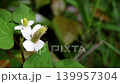 Beautiful nature footage of houttuynia cordata in simple bloom. 139957304