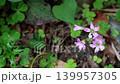 Vibrantly blooming purple wood sorrel 139957305