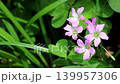 Purple wood sorrel standing amidst the greenery 139957306