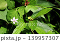 The purple wood sorrel shines quietly. 139957307