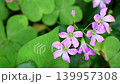 The refreshing purple wood sorrel of early summer 139957308