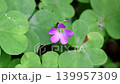 Purple wood sorrel captured in macro. 139957309