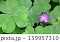The soothing purple wood sorrel 139957310