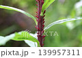 Goldenrod aphids wriggling on the stems 139957311