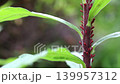 Dense cluster of goldenrod aphids 139957312