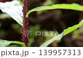 The slight movement of the red goldenrod aphid. 139957313