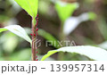 Long-horned aphids creeping along the stems of goldenrod. 139957314