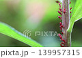 Movement of the legs of the goldenrod aphid 139957315