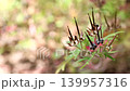 Beautiful bokeh background and American cranesbill seeds 139957316