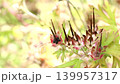 American cranesbill move quietly in nature. 139957317