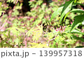 The unique shape of the American cranesbill is fascinating. 139957318