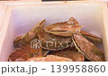 Seafood market box filled with fresh scallops 139958860
