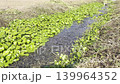【熊本縣熊本市】江頭湖公園清澈的溪流 139964352