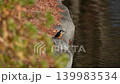 Kingfisher's wing fixation 139983534