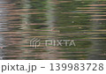 Pond where a metasequoia tree fell 139983728