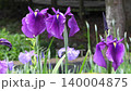 花菖蒲 花菖蒲 140004875