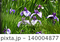 花菖蒲 花菖蒲 140004877