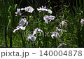 花菖蒲 花菖蒲 140004878