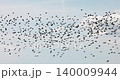 Gathering of individual birds to forage 140009944