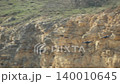 Crows flying wingspan cliff face, wild birds soaring high above rocky seaside mountain terrain. 140010645