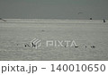 Birds ocean flying, many seabirds soaring and swimming in calm sparkling ocean water, serene natural habitat 140010650