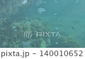 Underwater small fish swimming among lush green and brown seaweed while transparent jellyfish drift peacefully in clear blue sea water 140010652