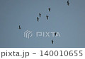 Birds, flying, flock of seagulls soaring in clear blue sky, symbolizing nature's freedom 140010655