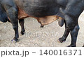cow in lyari karachi cattle market infected with parasites looking stressed and confused during eid season pakistan 140016371