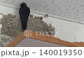 燕子父母將食物帶回巢中餵給雛鳥。 140019350