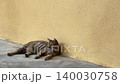 Stray Tabby Cat Turning Head Away After Looking At Camera On Concrete Floor 140030758